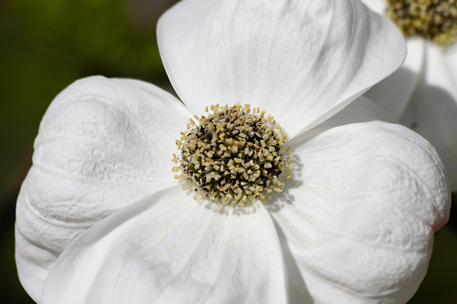 Jardin des Impressionnistes-042